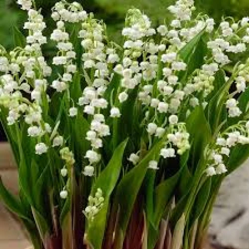 Convallaria white 